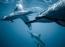 博鱼-热火正认真考虑得到哈登 希罗加入交易在所难免？